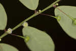 Muscarene Island leaf-flower